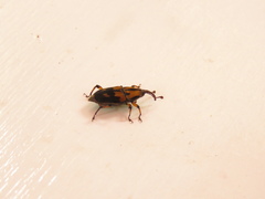 Metamasius sericeus