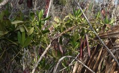 Myrsine cubana