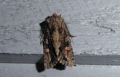 Ichneutica insignis