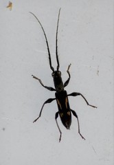 Neocompsa exclamationis