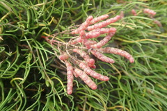 Salicornia meyeriana