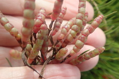 Salicornia meyeriana