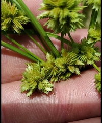 Cyperus pseudovegetus
