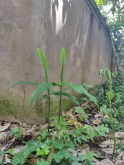 Polygonatum biflorum
