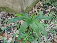 Polygonatum biflorum