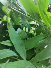 Polygonatum biflorum