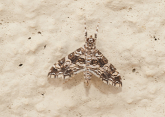 Sisyracera inabsconsalis