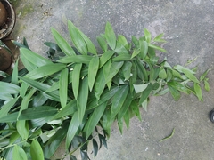 Polygonatum biflorum