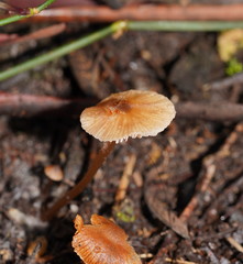 Entoloma aromaticum
