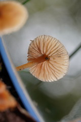 Entoloma aromaticum