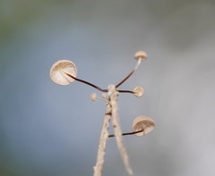 Marasmius alveolaris