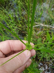 Cyperus pseudovegetus