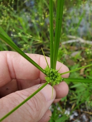 Cyperus pseudovegetus