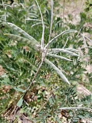 Tephrosia virginiana