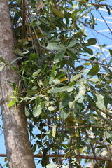 Pristimera celastroides