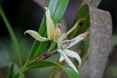Prosthechea baculus