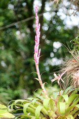 Tillandsia lucida