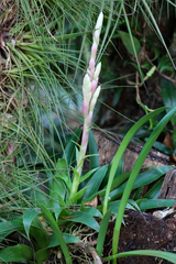 Tillandsia lucida