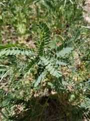 Tephrosia virginiana