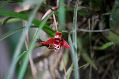 Maxillaria tenuifolia