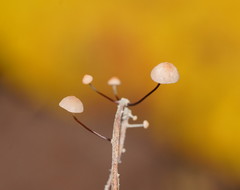 Marasmius alveolaris