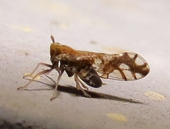Liburniella ornata