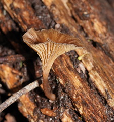 Trogia straminea