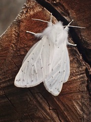 Spilosoma vestalis
