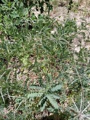 Tephrosia virginiana