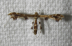Geina periscelidactylus