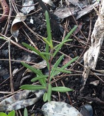 Vernonia blodgettii