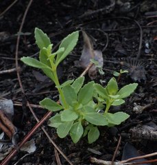 Mecardonia acuminata