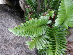 Asplenium obtusatum