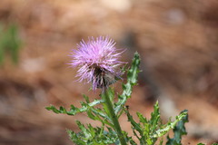 Cirsium repandum