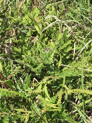 Plebejus samuelis
