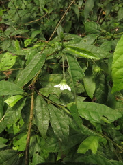 Pavonia pseudotyphalaea