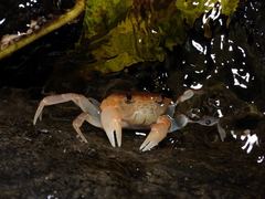 Geothelphusa bicolor