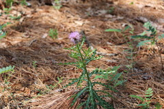 Cirsium repandum