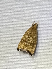 Psilocorsis cryptolechiella