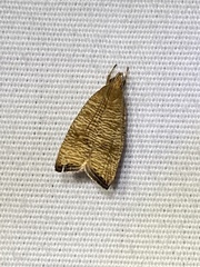 Psilocorsis cryptolechiella