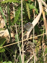 Plebejus samuelis