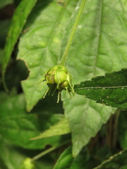 Pavonia pseudotyphalaea