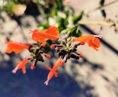 Salvia coccinea