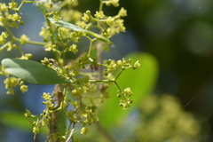 Pristimera celastroides