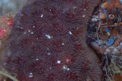 Alcyonidium nodosum