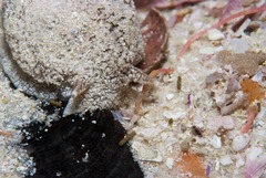 Pleurobranchaea bubala