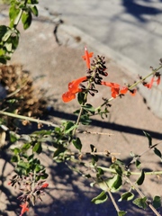 Salvia coccinea