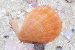 Talochlamys multistriata