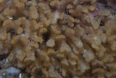 Gigantopora polymorpha