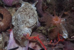Pleurobranchaea tarda